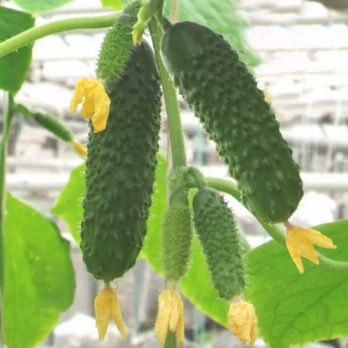 Огірок Артист F1 самозапильний 10шт Професійне насіння Житомир - фото 2