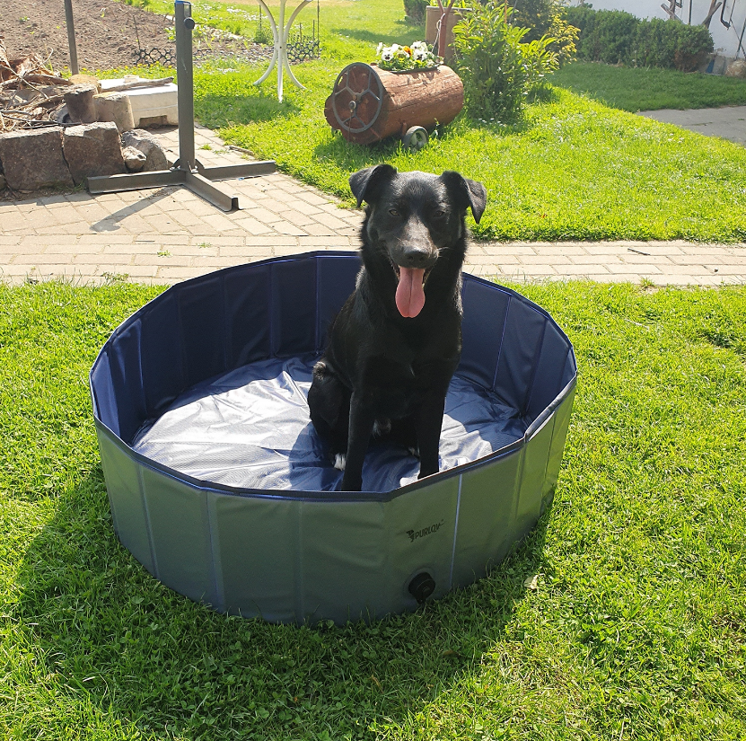 Басейн для собак XXL 100x30см Purlov (Польща) Київ - фото 9
