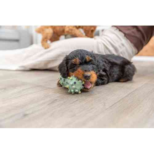 Іграшка Trixie Junior Mini Dumbbell для цуценят Гантель голчаста латекс 10 см Київ