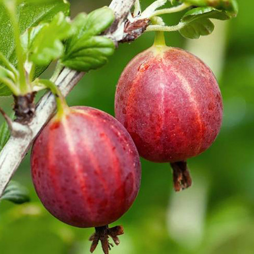 Саджанці агрусу Каменяр (черенкований) - 1-річний Чернівці - фото 1