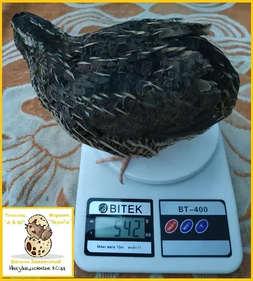 Инкубационные яйца перепела Фараон испанский. Одесса - изображение 2