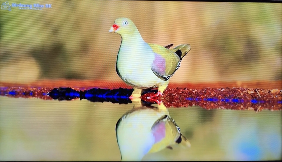 Телевизор Samsung 50Q60 Smart 4K. Киев - изображение 8