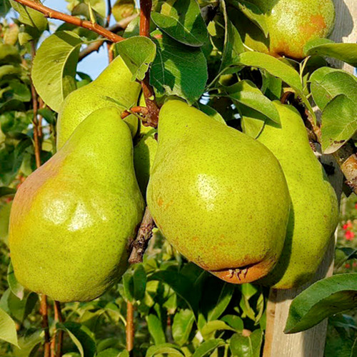 Саженцы груши Банкетная (привитый) - 2-летний Черновцы - изображение 1