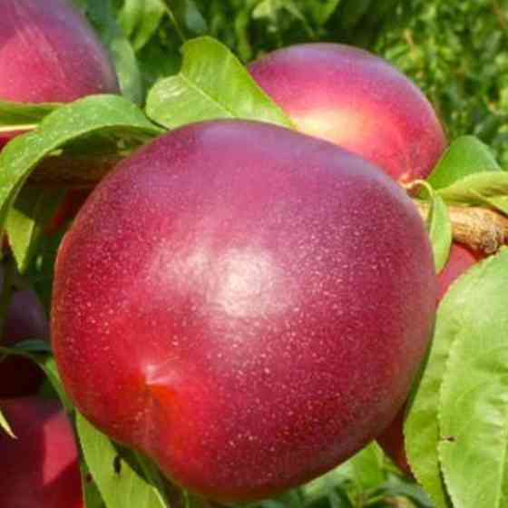 Саженцы нектарина Лола (привитый) - 1-летний Черновцы