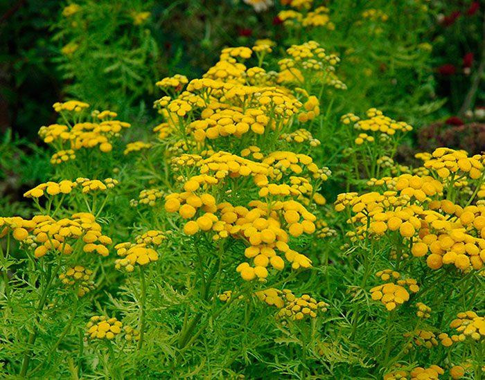 Пижмо звичайне (Пижма обыкновенная) 100г master sem Киев - изображение 1