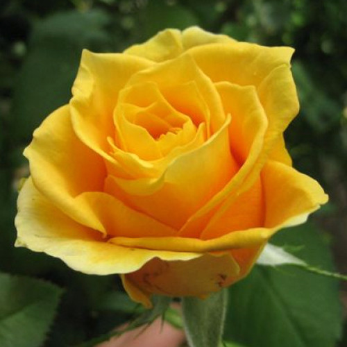 Саджанці троянд Папілон (привитий) - 2-річний Чернівці - фото 1