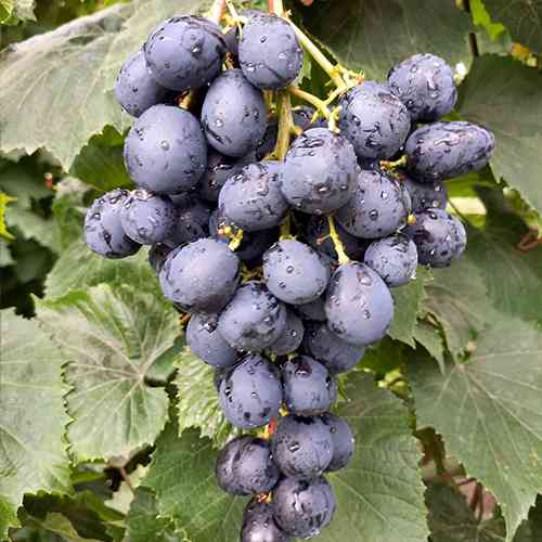 Cаджанці винограду Ласточка (черенкований) - 2-річний Чернівці