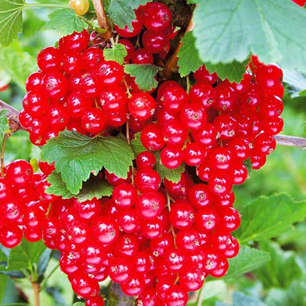 Саженцы смородины Гиганта (черенкованный) - 2-летний Черновцы - изображение 3