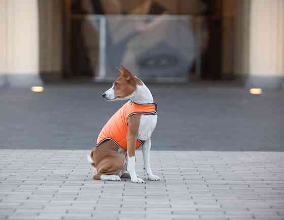 Куртка-накидка для собак AiryVest, XL, B 68-80 см, С 42-52 см помаранчевий Коломыя