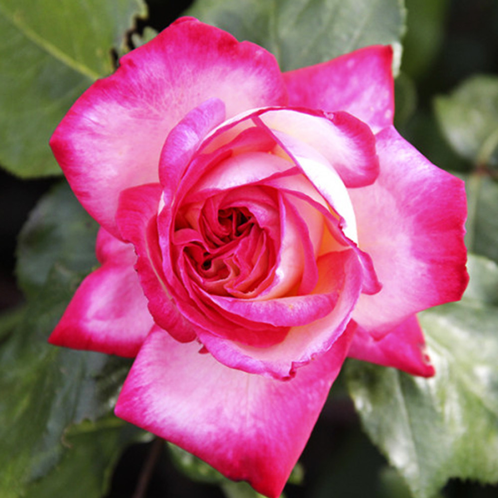 Саженцы плетистых роз Рина Херхольд (привитый) Черновцы - изображение 2