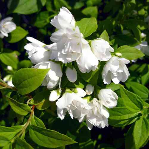 Саджанці жасмину Манто Д'ермін (черенкований) - 1-річний Чернівці