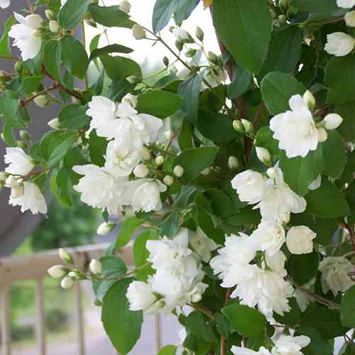 Саженцы жасмина Горностаева Мантия (черенкованный) - 2-летний Черновцы