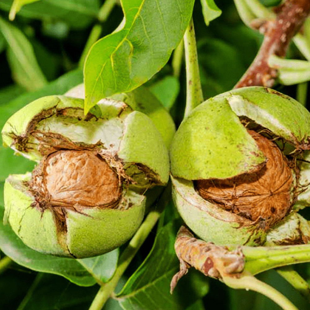 Саженцы грецкого ореха Лисичанский - 1-летний Черновцы - изображение 1