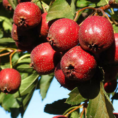 Саджанці глоду Китайський (привитий) - 1-річний Чернівці - фото 1