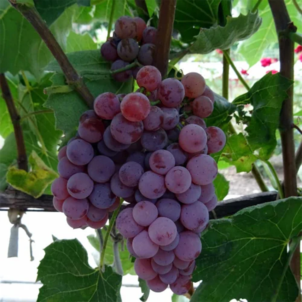 Саженцы винограда Сомерсет Сидлис (черенкованный) - 1-летний Черновцы - изображение 2