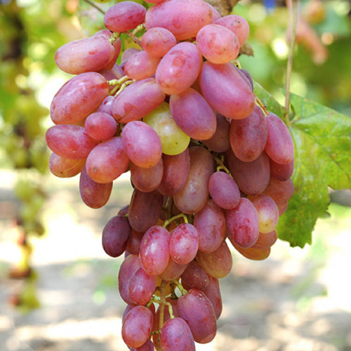 Саженцы винограда Виктор (черенкованный) - 1-летний Черновцы - изображение 1