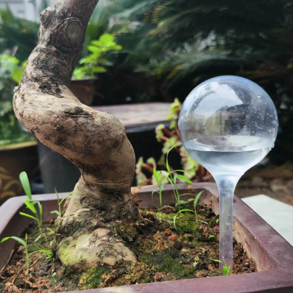 Колба для автоматического полива | Вазон в виде шара для сада, 3шт, капельный автополив, 8×25см прозрачный Каменец-Подольский - изображение 3