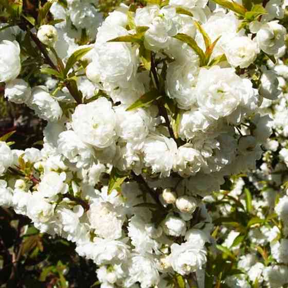 Саженцы декоративного миндаля Белый Парус (привитый) - 1-летний Черновцы