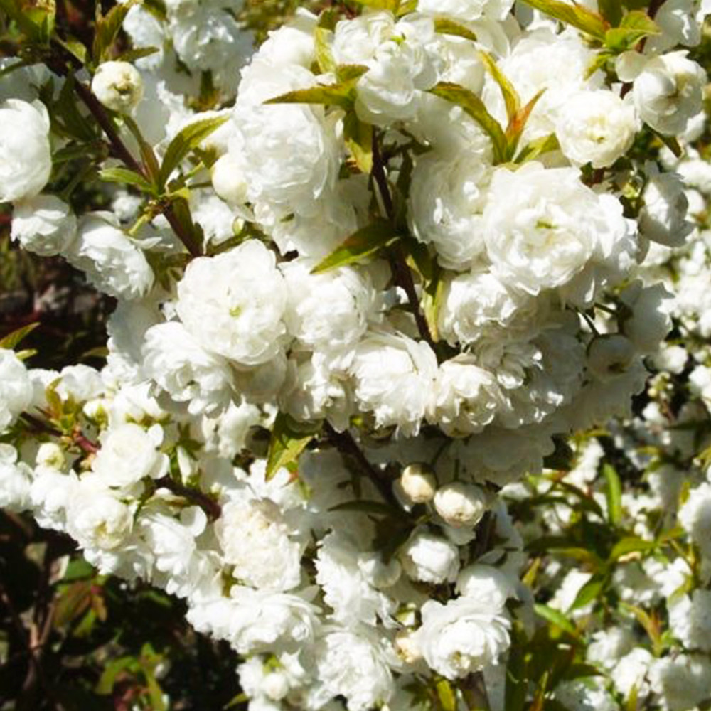 Саженцы декоративного миндаля Белый Парус (привитый) - 1-летний Черновцы - изображение 1