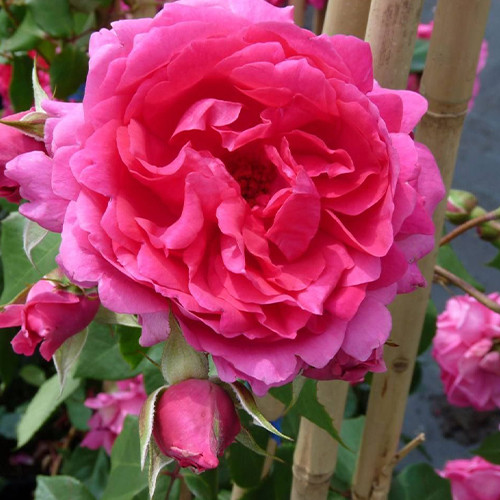 Саджанці троянд Парад (привитий) - 2-річний Чернівці - фото 1