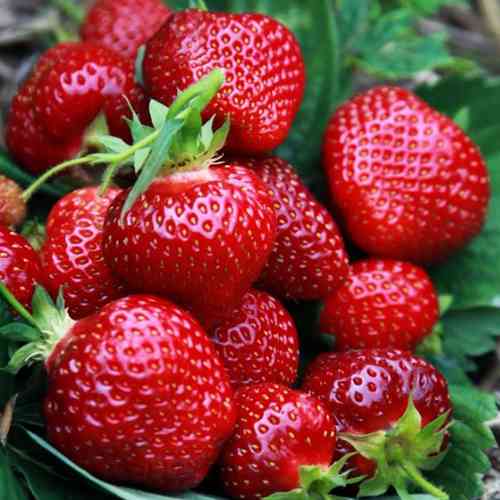 Саджанці полуниці Маршал (10 штук) - 1-річний Чернівці