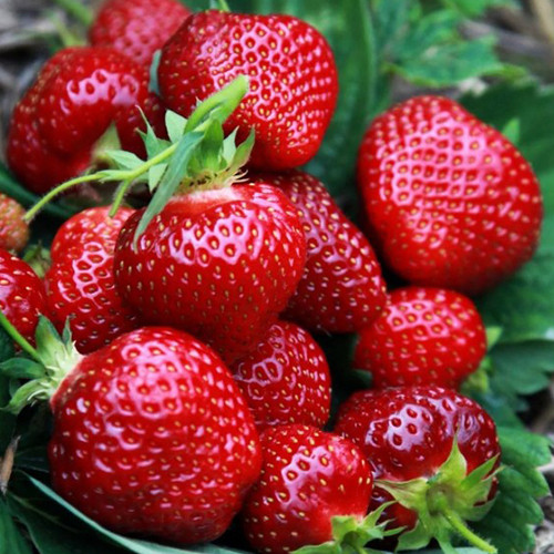 Саджанці полуниці Маршал (10 штук) - 1-річний Чернівці - фото 1