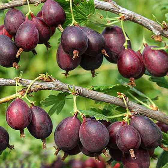 Саженцы крыжовника Черная Капля (черенкованный) - 2-летний Черновцы