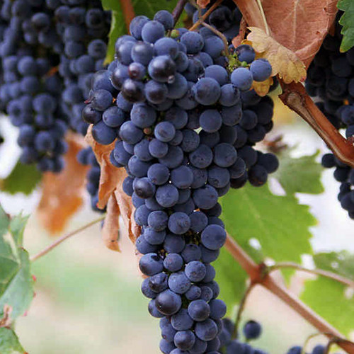 Cаджанці винограду Сапераві (черенкований) - 1-річний Чернівці - фото 1