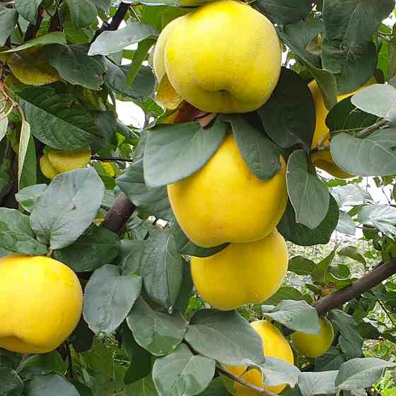 Саженцы айвы Мария (привитый) - 1-летний Черновцы