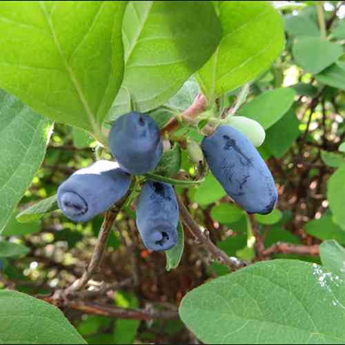 Саджанці жимолості Бажовська (черенкований) - 2-річний Чернівці