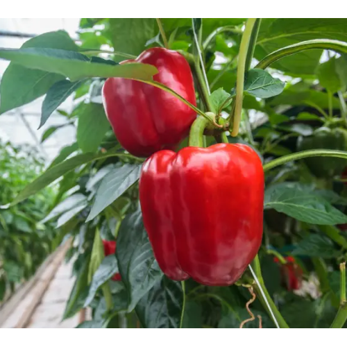 Перець Маргарита F1 червоний 8шт Професійне насіння Житомир