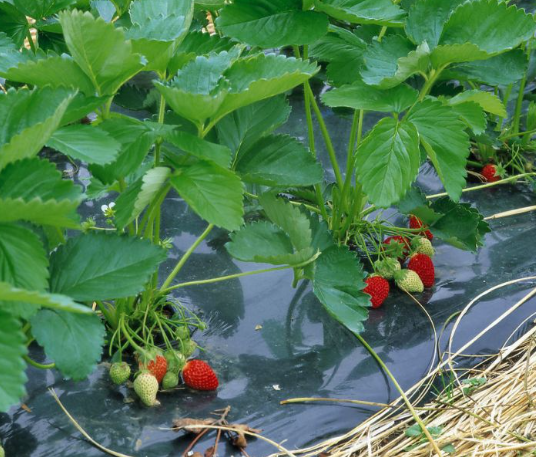 Плівка Мульча Shadow 30 мкм 1,2 м*10 м в  плівка для мульчування ґрунту з перфорацією пакетована Дніпро - фото 7