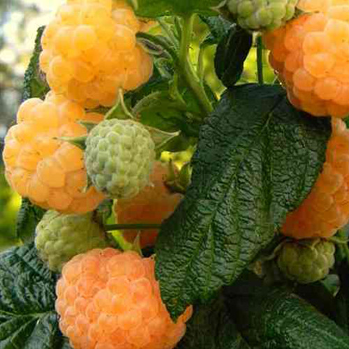 Саджанці малини Абрикосова (черенкований) - 1-річний Чернівці - фото 1