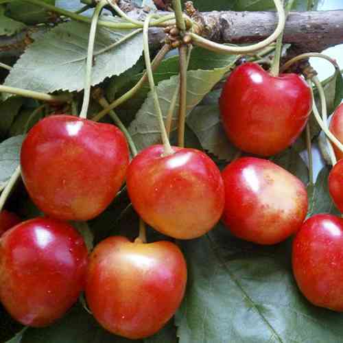 Саджанці черешні Наполеон (привитий) - 1-річний Чернівці