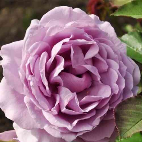 Саджанці троянд Лав Сонг (привитий) - 2-річний Чернівці