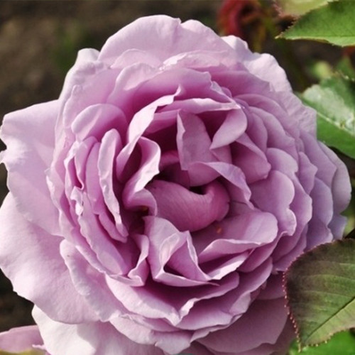 Саджанці троянд Лав Сонг (привитий) - 2-річний Чернівці - фото 1