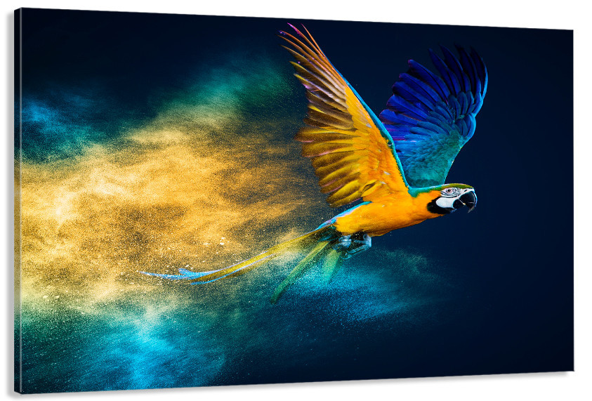 Картина полотно у вітальню / спальню  Пташка Папуга   MLP_385 ( 60х30см ) 50x100 см Київ - фото 1