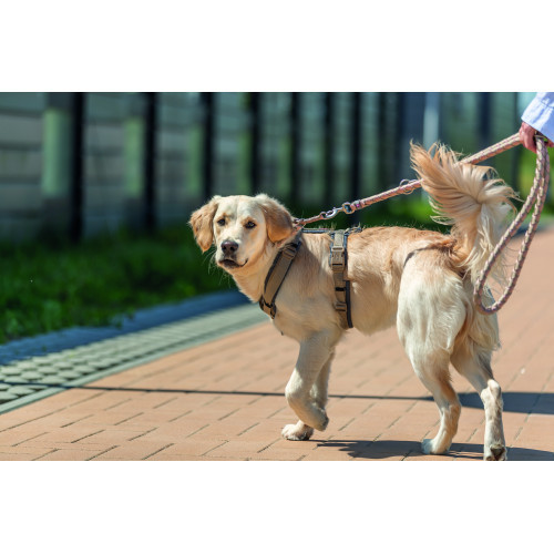 Повідок Trixie Cavo для собак регульований для собак L–XL 2 м діаметр 18 мм рожево-пісочний Київ - фото 5