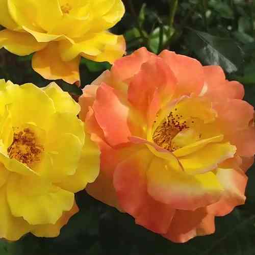 Саженцы роз Хамелеон (привитый) - 2-летний Черновцы