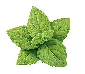 БИО-Паста зубная освежающая с Мятой с фтором Logodent 75 мл Киев - изображение 3