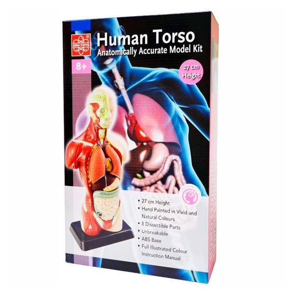 Анатомічна модель людини Edu-Toys збірна 27 см (MK027) Харків - фото 6