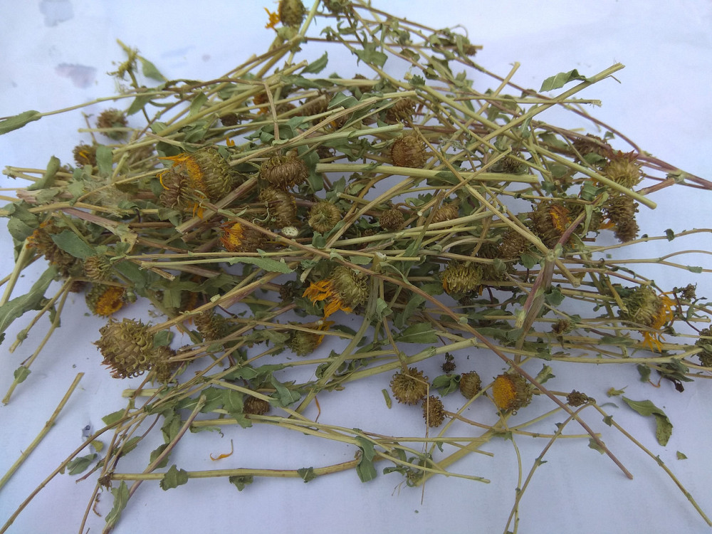 Гринделия (трава), 100г. MasterSEM Киев - изображение 1