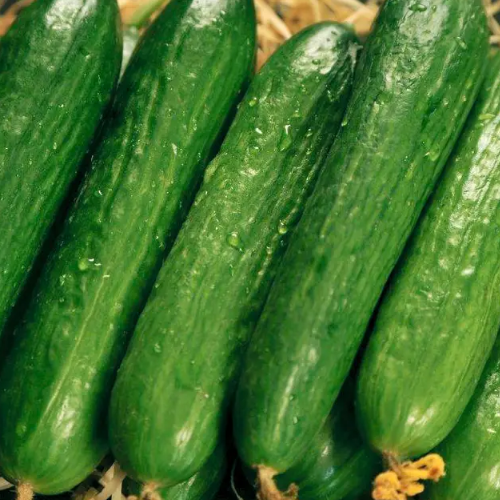 Огурец Салим F1 для вкусного салата 10шт Профессиональное семя Житомир - изображение 4