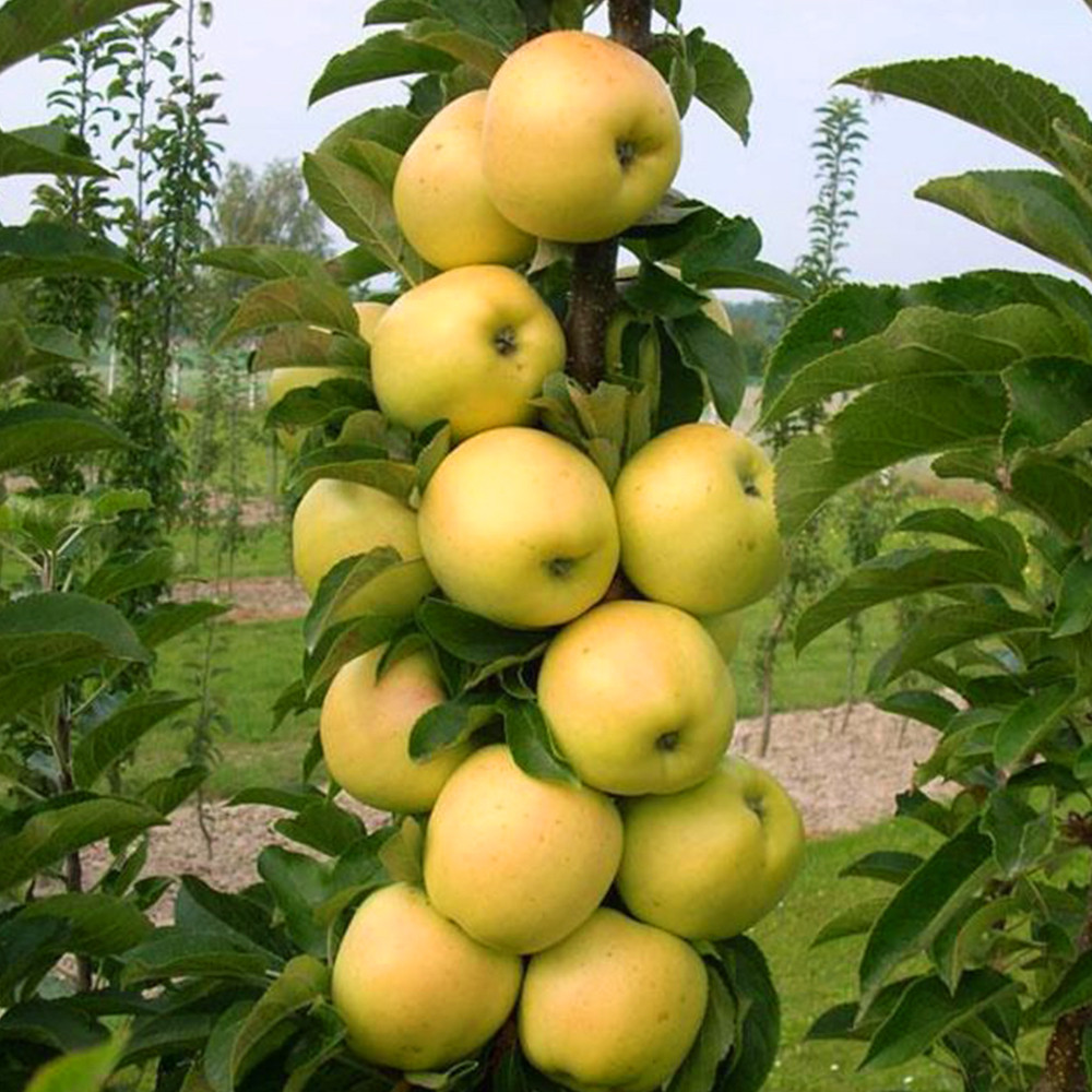 Саженцы колоновидной яблони Болеро (привитый) - 1-летний Черновцы - изображение 1