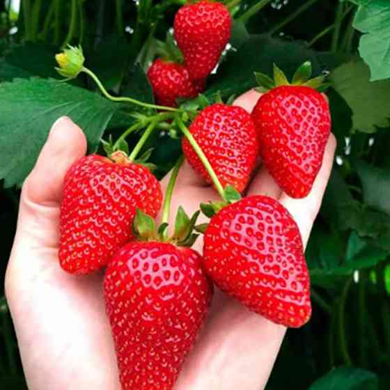 Саженцы клубники Ами (10 штук) - 1-летний Черновцы