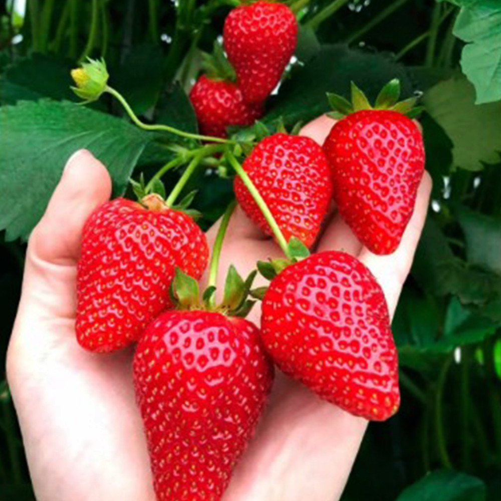 Саджанці полуниці Амі (10 штук) - 1-річний Чернівці - фото 3