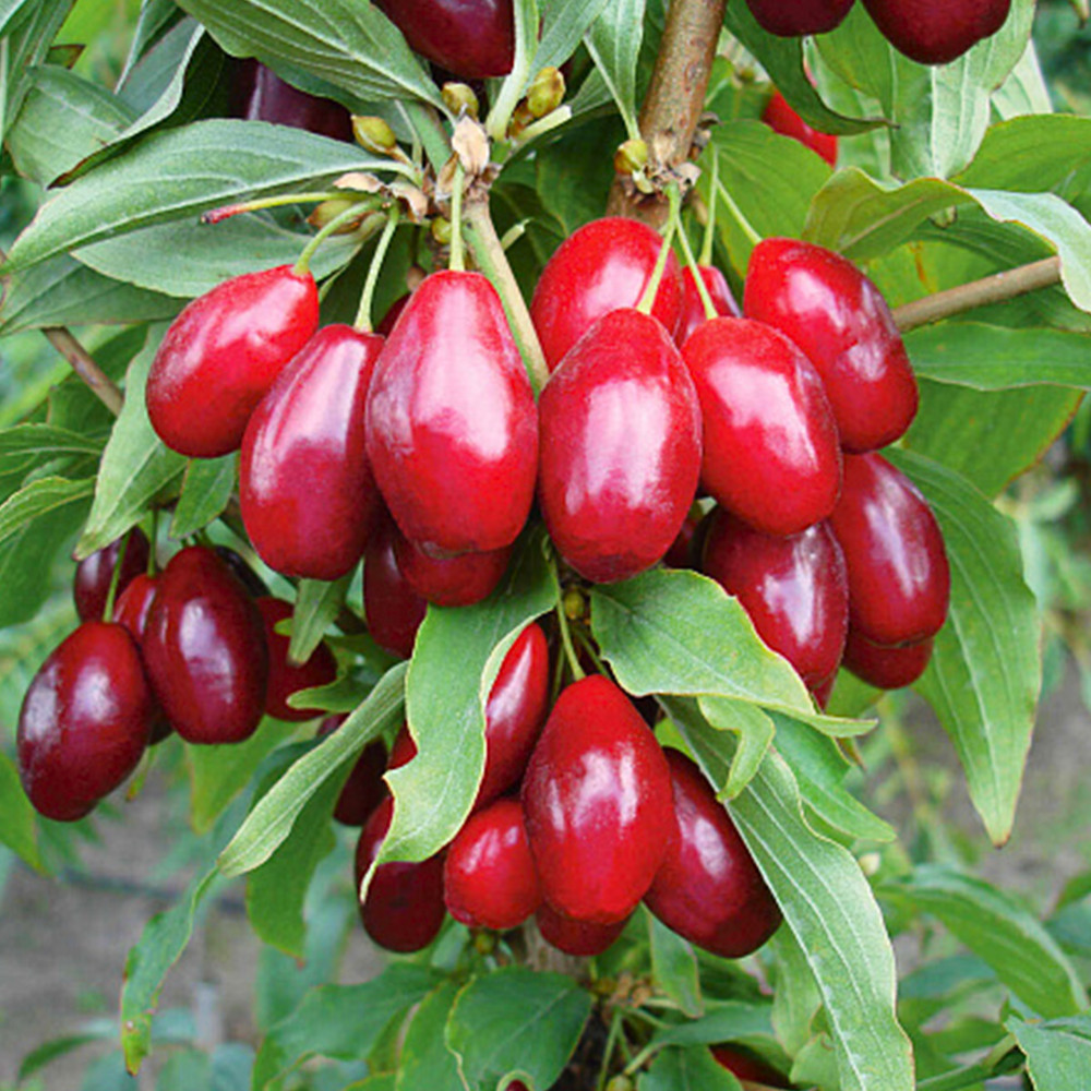 Саджанці кизилу Елегантний (привитий) - 2-річний Чернівці - фото 3