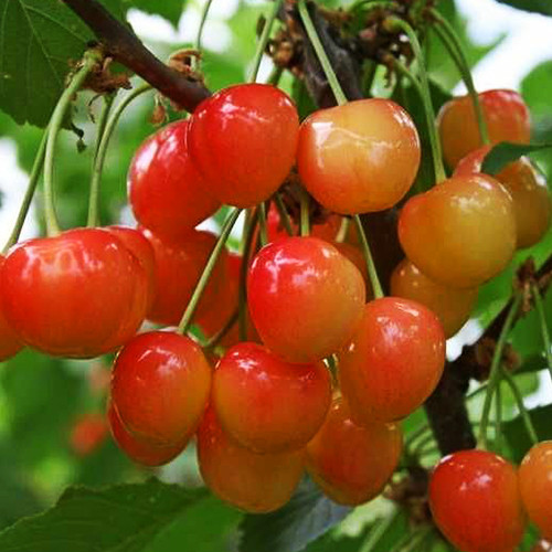 саженцы колоновидной черешни Мертон Глори (привитый) - 2-летний Черновцы - изображение 1