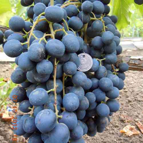 Cаджанці винограду Літній Королівський (черенкований) - 2-річний Чернівці