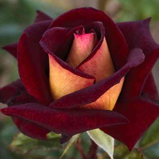 Саженцы чайно-гибридных роз Эдди Митчел (привитый) Черновцы